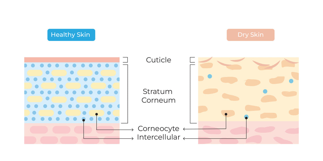 ceramides for skin